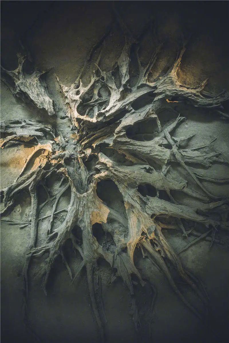 金沙遗址中一棵3000年前的榕树树根，可以推测，当时这一地区树木参天、植被茂盛（蔡小川 摄）